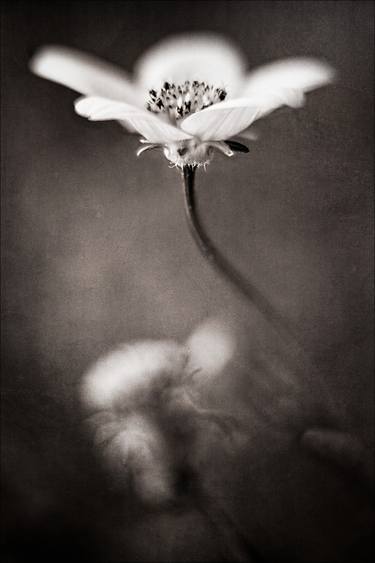 Print of Abstract Floral Photography by Marty Garland