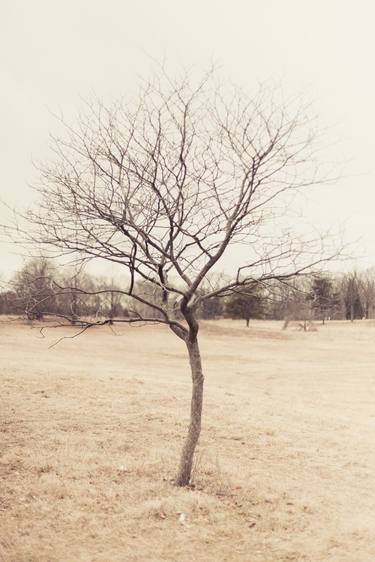 Lone Tree This Winter | Limited Edition thumb