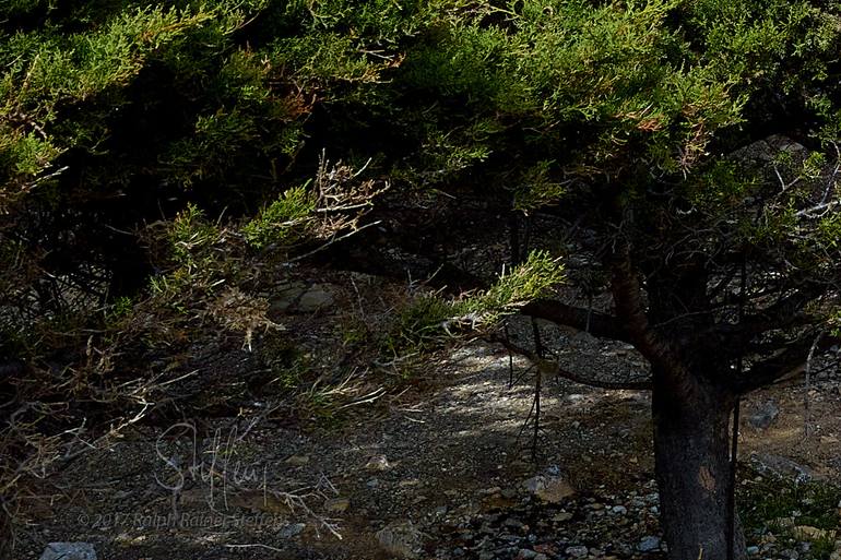 Original Other Landscape Photography by Ralph Rainer Steffens