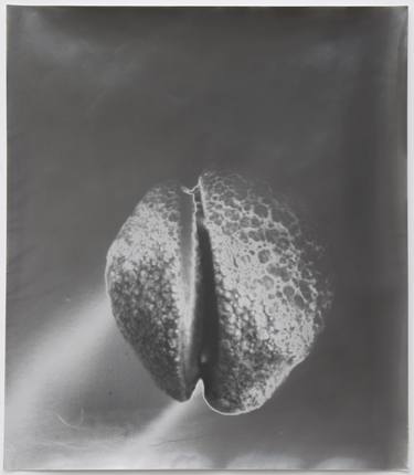 Original Botanic Photography by Francis Schanberger