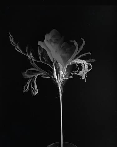 Print of Floral Photography by Richard Lapham
