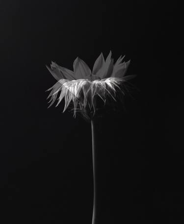 Print of Floral Photography by Richard Lapham