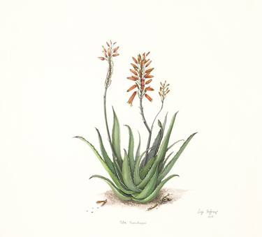 Original Illustration Botanic Paintings by Lize Hofmeyr