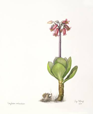 Print of Illustration Botanic Paintings by Lize Hofmeyr