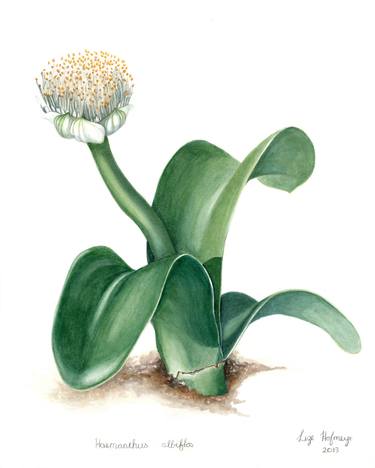 Original Illustration Botanic Paintings by Lize Hofmeyr