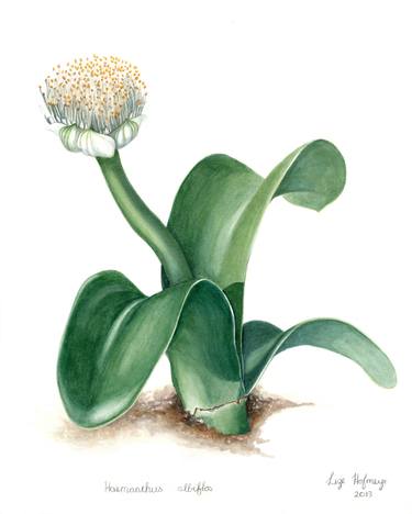 Print of Botanic Paintings by Lize Hofmeyr