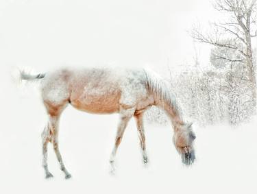 Original Conceptual Animal Photography by Lu Anne Tyrrell