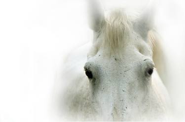 Print of Horse Photography by Lu Anne Tyrrell