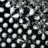 star dust 2014 by Sara Deasy