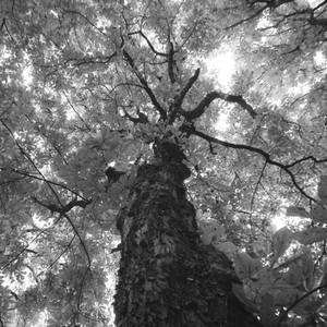 Collection Black and White film photography - Trees