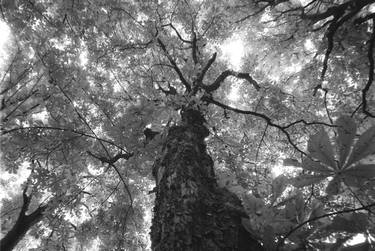 Print of Figurative Tree Photography by André Fontcouberte