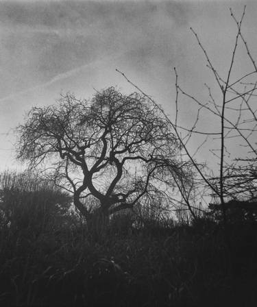 Print of Tree Photography by André Fontcouberte