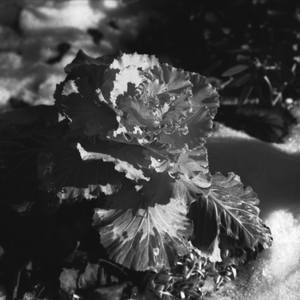 Collection Black and white film photography - Floral