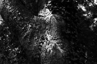 Tree bark (5) - Ecorce d'arbre (5) thumb