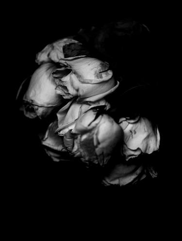 Print of Fine Art Floral Photography by Charles Moriarty