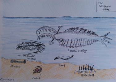 The Cambrian Shore thumb