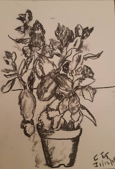 Original Still Life Drawings by Charles Gomila