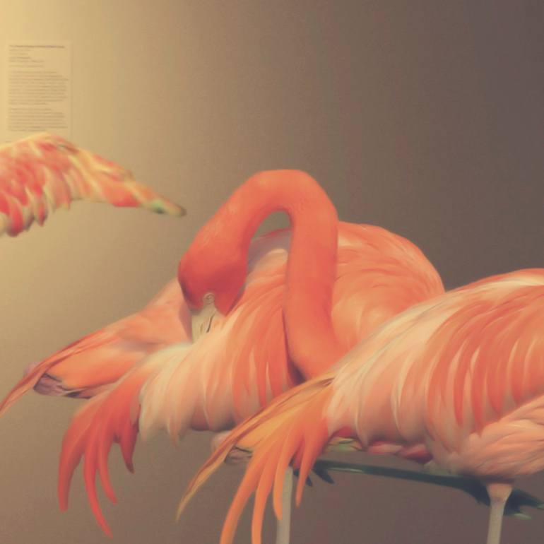 Original Conceptual Animal Photography by Elle Hanley