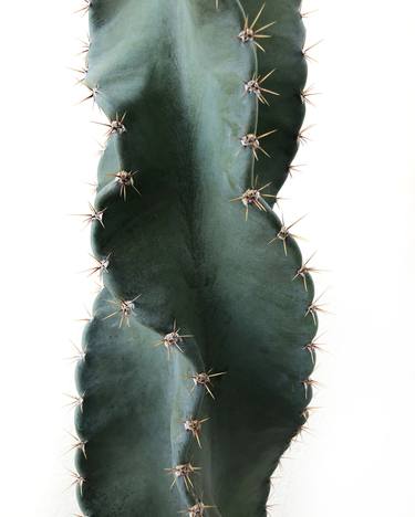 cacti-001 - Limited Edition of 5 thumb