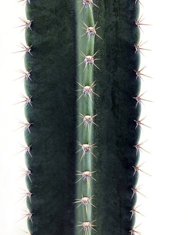 cacti-002 - Limited Edition of 5 thumb