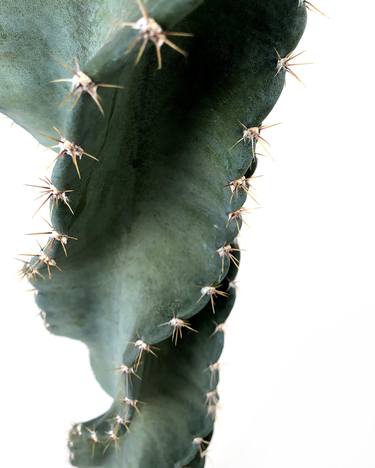cacti-003 - Limited Edition of 5 thumb