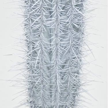 Print of Abstract Botanic Photography by Doug McIntosh