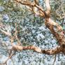 Abstract digital photo composition of Acacia tree at Irrawaddy river, Birma.
The Image has a very high resolution.
So, you can zoom into the picture, to see all details.

Hahnemühle Monet Canvas Fine Art Print.