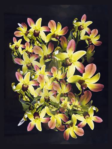 Original Fine Art Floral Photography by Otto Stadler