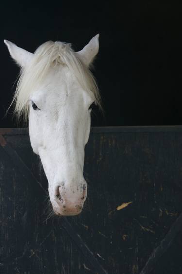 White horse thumb