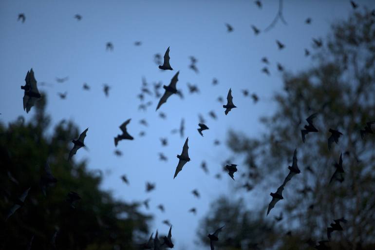 Bats night. - Print