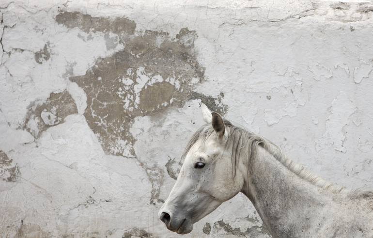 White horse & white wall - Print