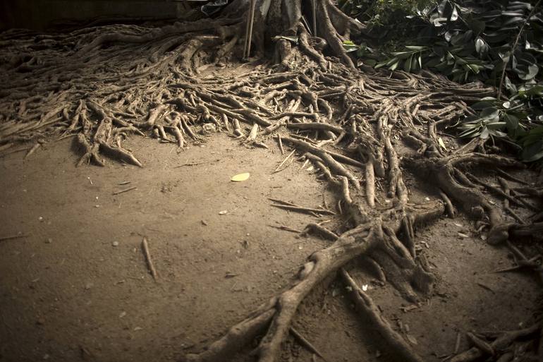 Tree roots - Print