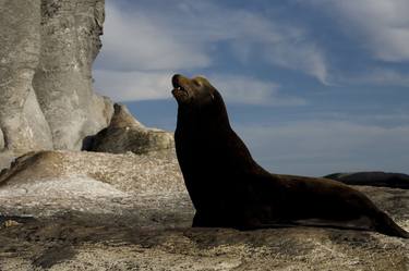 Sea lion thumb