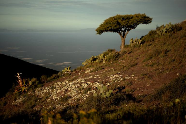 Desert tree - Print