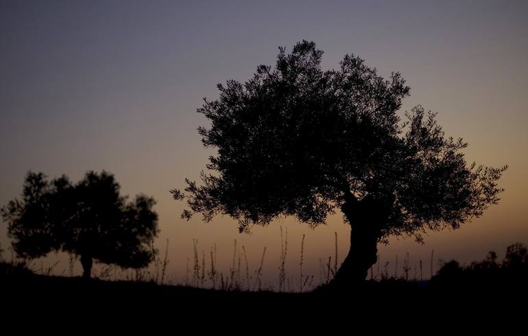 Olive trees at sunset - Print