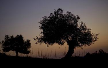 Olive trees at sunset thumb