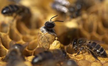 Print of Documentary Nature Photography by Chico Sanchez