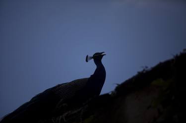 Print of Documentary Animal Photography by Chico Sanchez