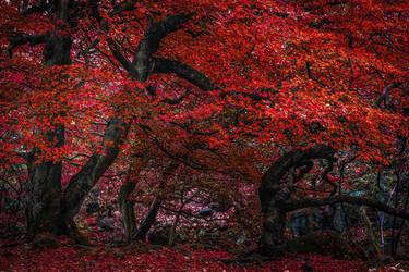 The Red Forest - Limited Edition Print 4 of 50 thumb