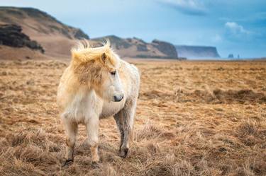 Icelandic Pony - Limited Edition of 150 thumb