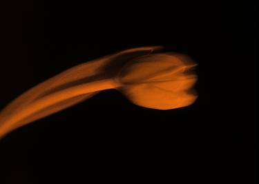 Original Abstract Botanic Digital by Panos Pliassas