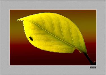 Original Minimalism Nature Photography by Panos Pliassas