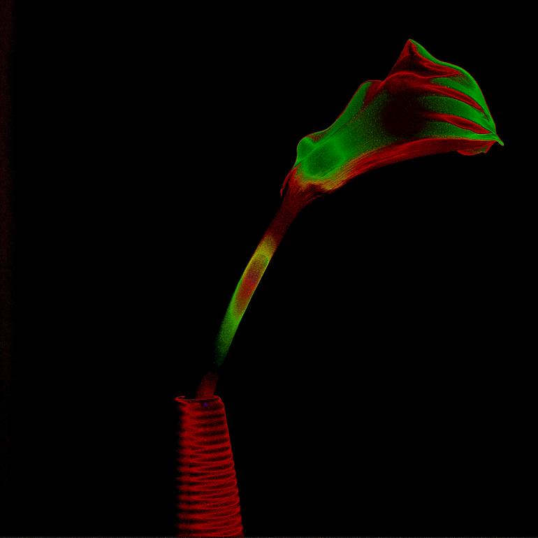 Original Minimalism Botanic Photography by Panos Pliassas