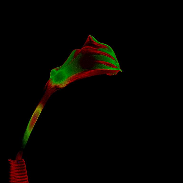 Original Minimalism Botanic Photography by Panos Pliassas