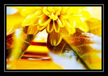 Original Abstract Floral Photography by Panos Pliassas
