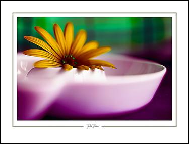 Original Contemporary Floral Photography by Panos Pliassas