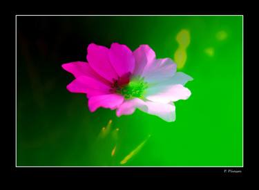 Flower in digital.. - 1067 - Limited Edition 3 of 15 thumb