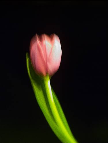 Print of Fine Art Floral Photography by Panos Pliassas