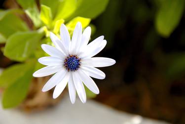 Original Floral Photography by Panos Pliassas