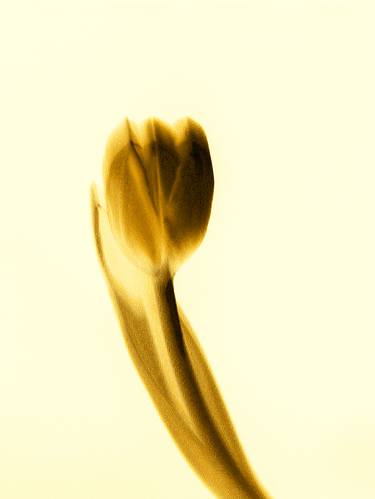 Original Minimalism Floral Digital by Panos Pliassas